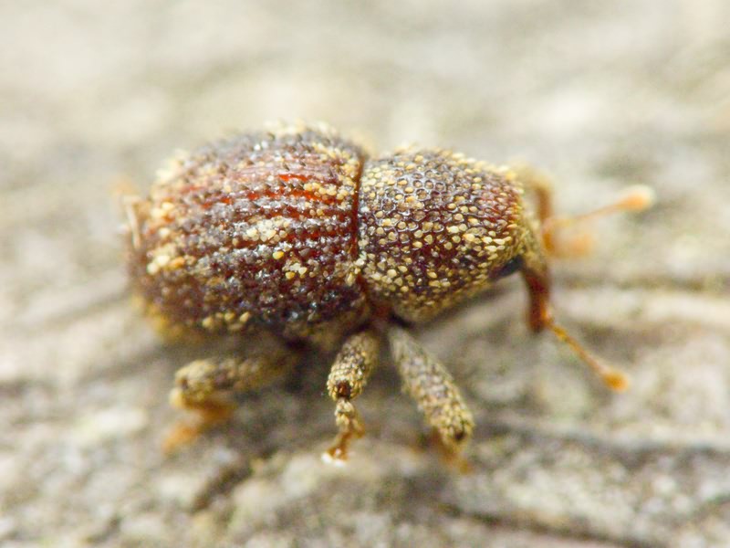 Acalles (Acalles) echinatus (Germar, 1824)